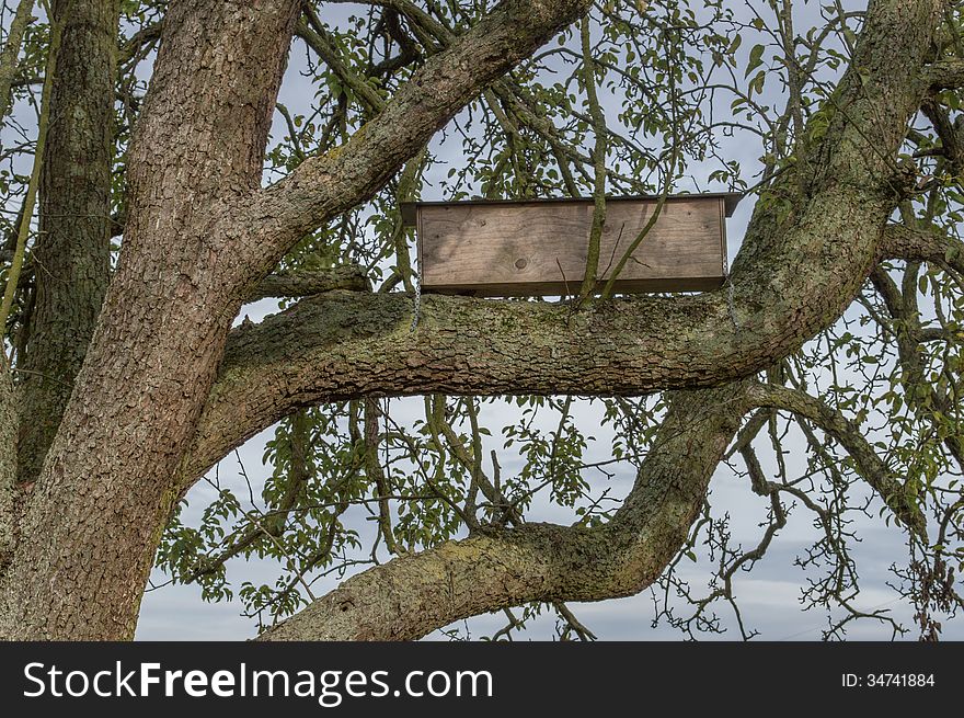 Bird House On The Tree