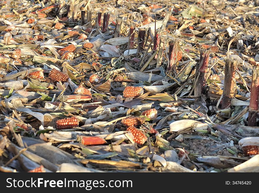 Dried Leaves And Corns