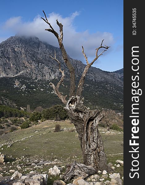 Dry tree in the mountains of the Sierra South of Jaen, Andalusia, Spain
