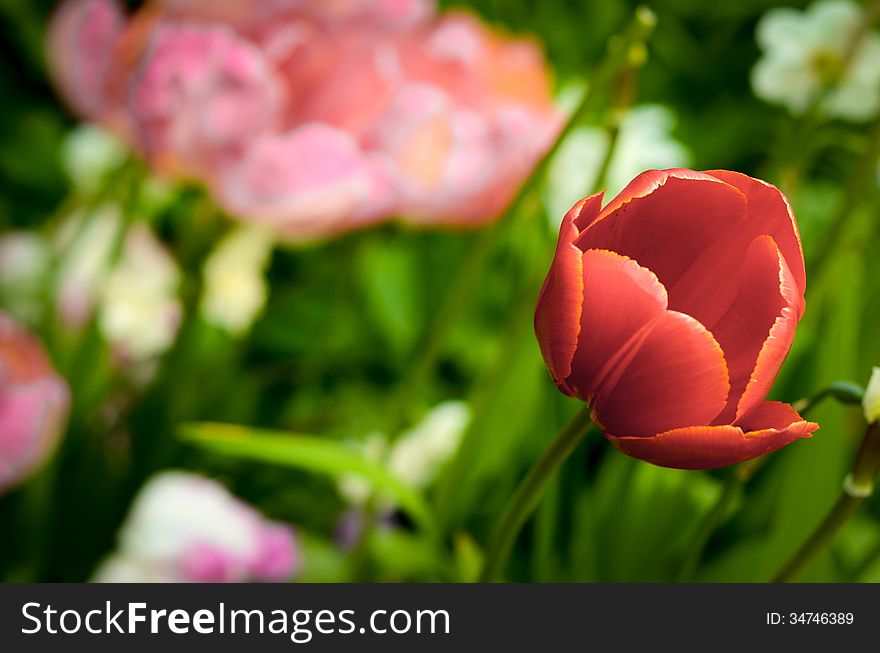 A Flower Bed With A Red Tulip. A Flower Bed With A Red Tulip