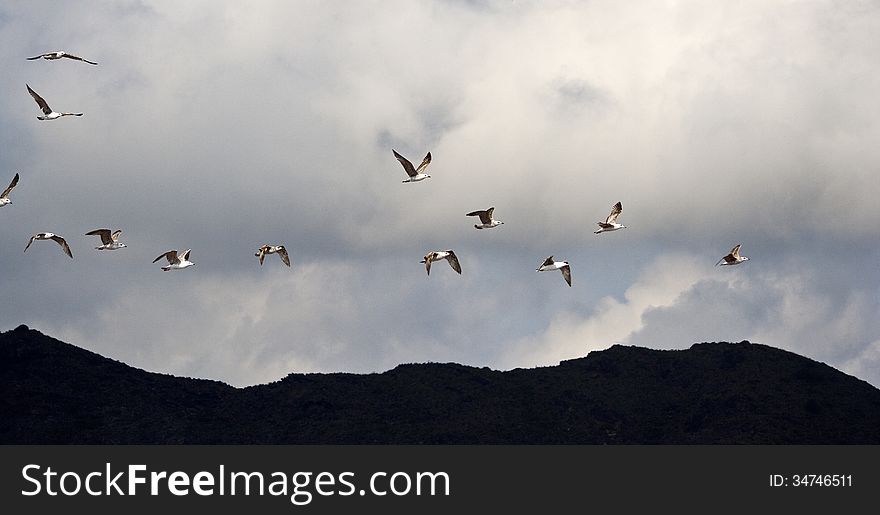 Set of seagulls flying in spain. Set of seagulls flying in spain