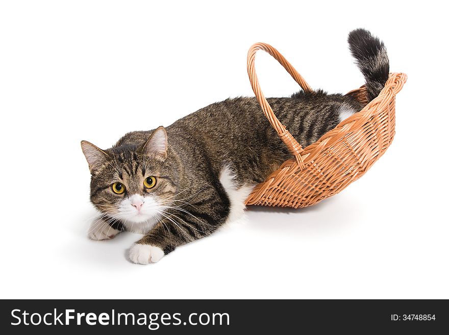 Cat is not placed in a basket
