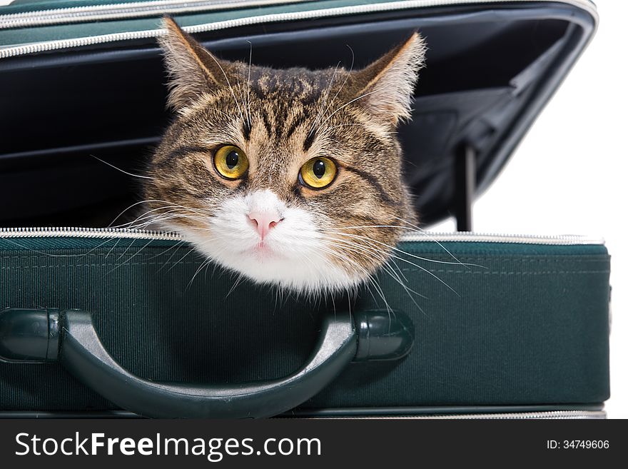 Grey cat sitting in a green suitcase, white background. Grey cat sitting in a green suitcase, white background