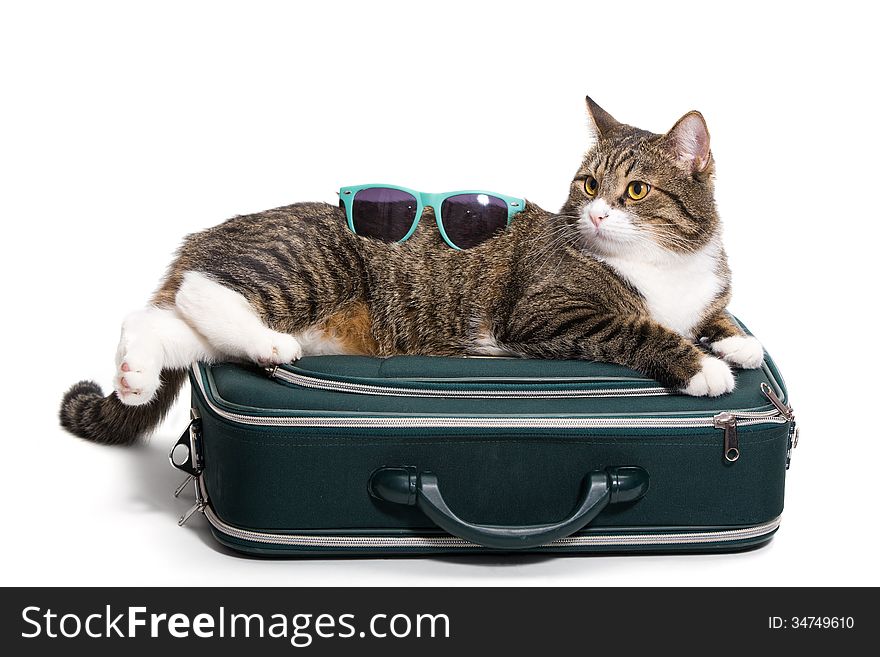 Grey cat lies on the bag, he has sunglasses. Grey cat lies on the bag, he has sunglasses