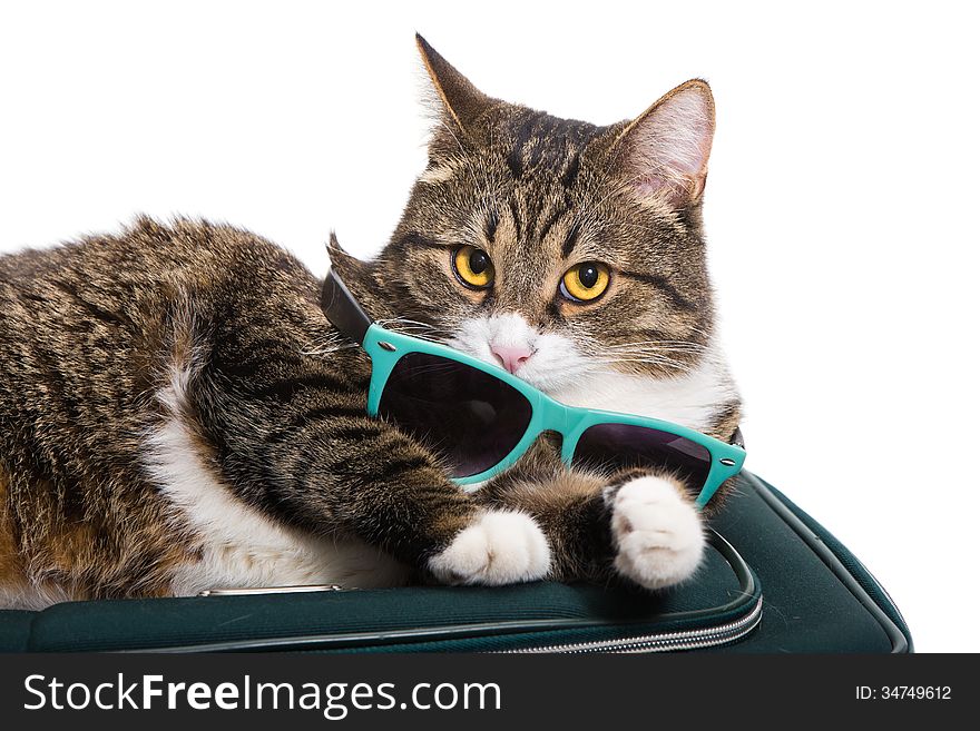 Grey cat lies on the bag, he has sunglasses. Grey cat lies on the bag, he has sunglasses