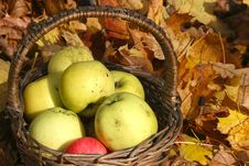 Apples Royalty Free Stock Photos Apples Royalty Free Stock Photos