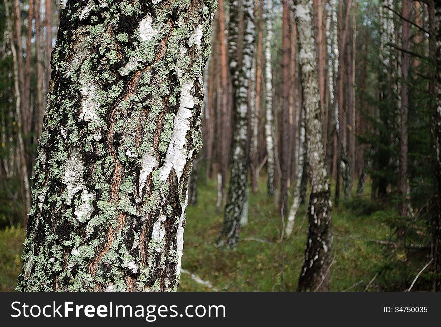 Autumn october birch forest