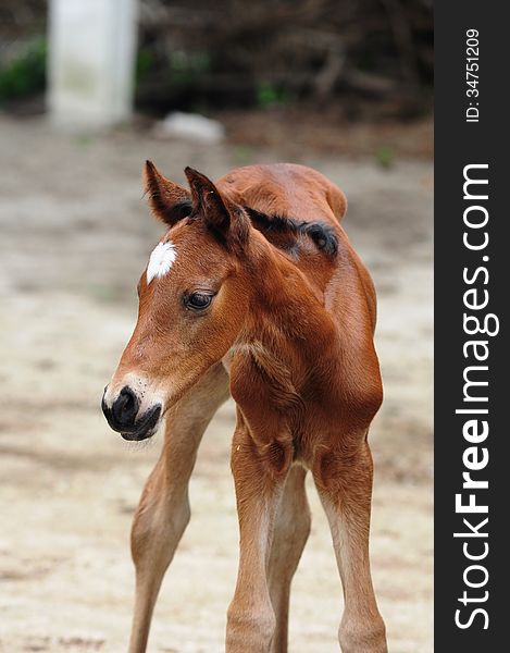 A new born Colt with beautiful face and strong legs.