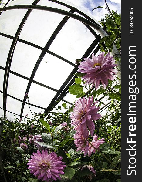 Fresh flowers with a sky background. Fresh flowers with a sky background.