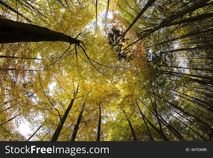 Looking upwards autumn forest trees.