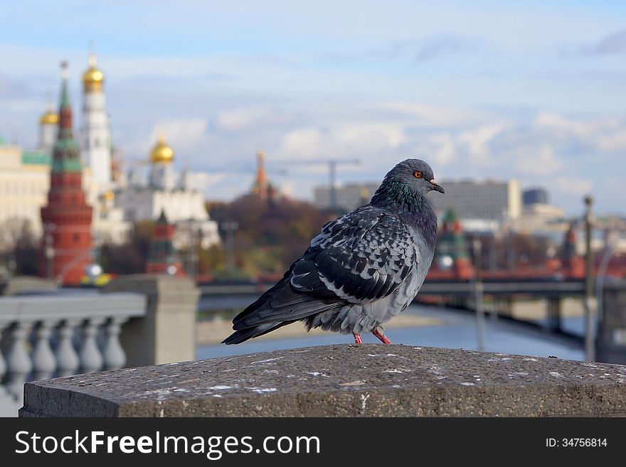 Dove At The Patriarchal Bridge On The Background Panorama Of The