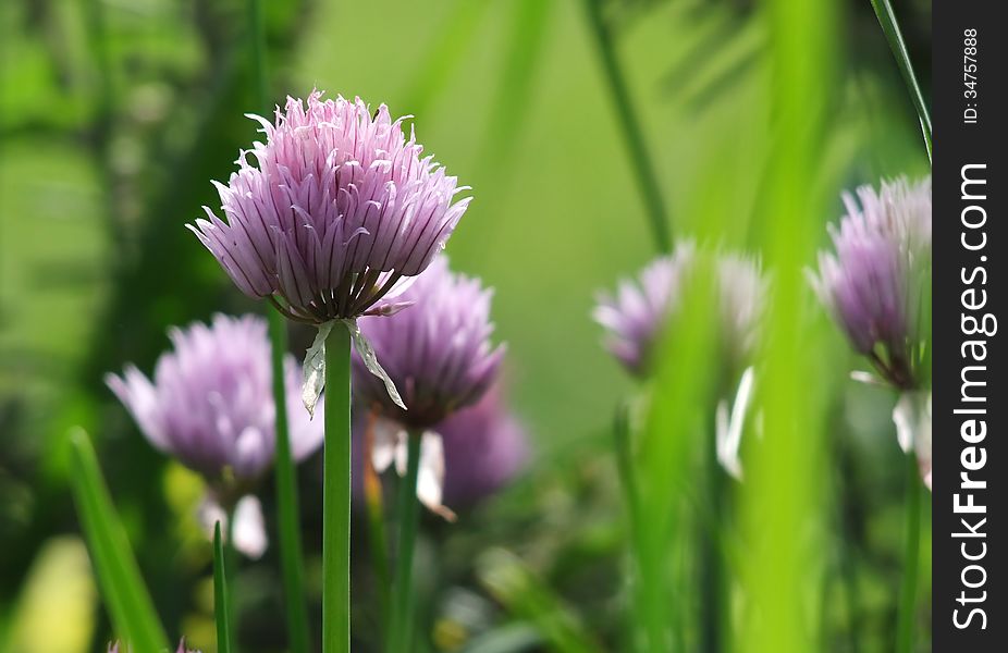 Chives give you not only a pleasant tang but a splash of color too. Chives give you not only a pleasant tang but a splash of color too