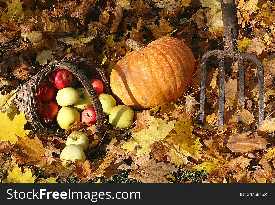 Fresh organic colorful vegetables. Background. Pumkin and apples basket. Fresh organic colorful vegetables. Background. Pumkin and apples basket.