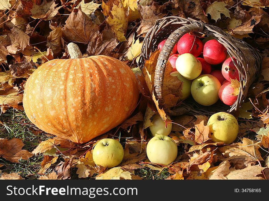 Fresh organic colorful vegetables. Background. Pumkin and apples basket. Fresh organic colorful vegetables. Background. Pumkin and apples basket.