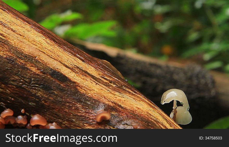 Mushrooms With Raindrops On A Tree Trunk