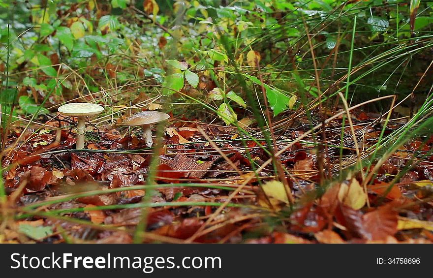 Two Mushrooms And Dead Leaves