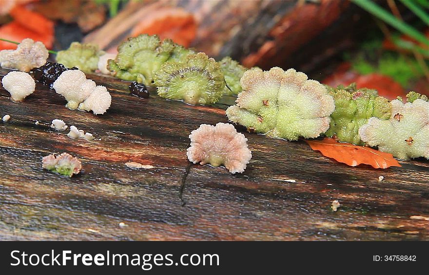 Fungi on a fallen tree trunk