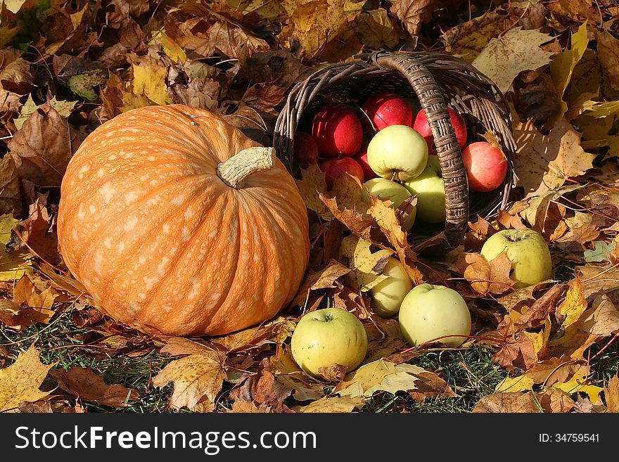 Fresh organic colorful vegetables. Background. Pumkin and apples basket. Fresh organic colorful vegetables. Background. Pumkin and apples basket.