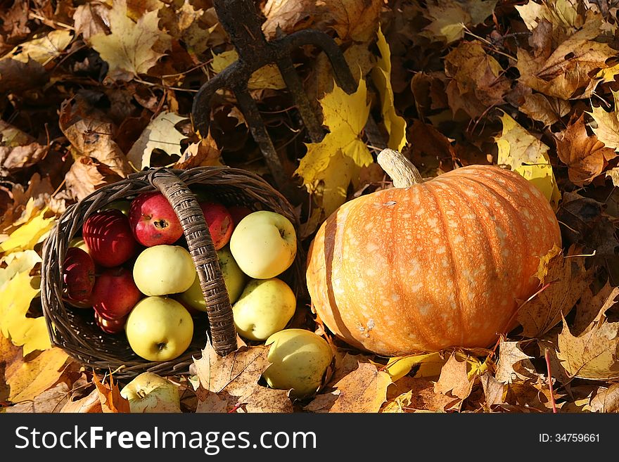 Fresh organic colorful vegetables. Background. Pumkin and apples basket. Fresh organic colorful vegetables. Background. Pumkin and apples basket.