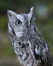 Northern Screech Owl Royalty Free Stock Images Northern Screech Owl Royalty Free Stock Images