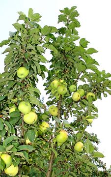 Fruits Are Apples On The Branches Of An Column Apple-tree Royalty Free Stock Photo