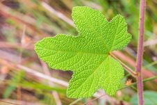 Green Leaf Stock Photo Green Leaf Stock Photo