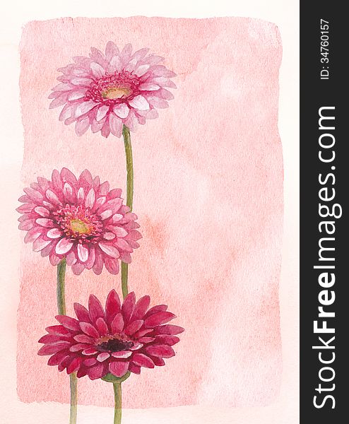Watercolor background with gerber flower illustration. Watercolor background with gerber flower illustration