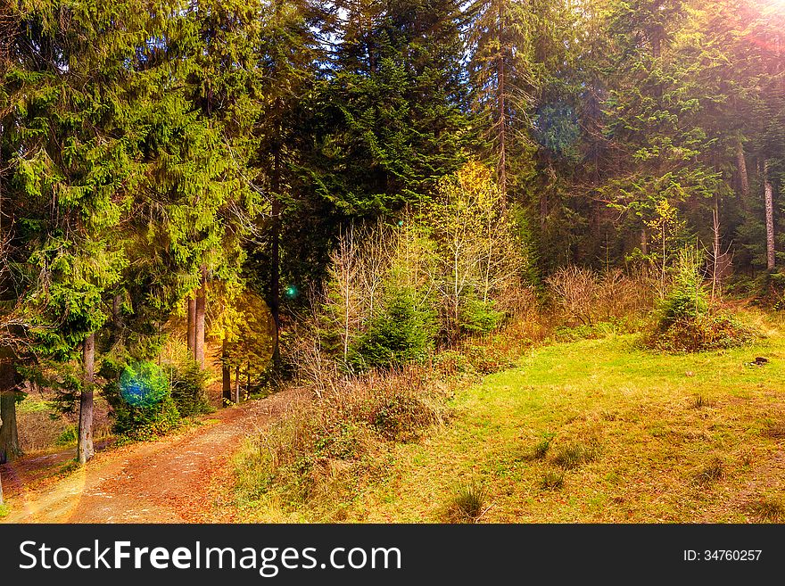 Autumn landscape. footpath in the coniferous forest. Autumn landscape. footpath in the coniferous forest