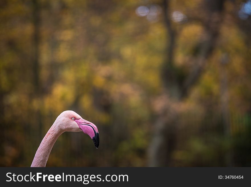 Flamingo portrait at autumn day