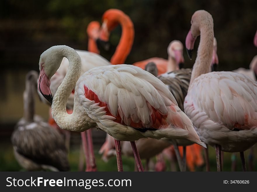 Flamingo portrait at autumn day. Flamingo portrait at autumn day