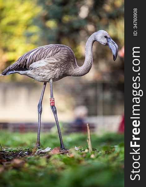 Flamingo portrait at autumn day. Flamingo portrait at autumn day