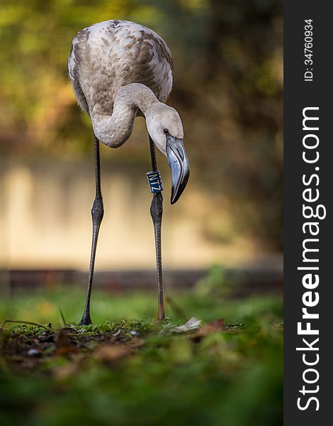 Flamingo portrait at autumn day. Flamingo portrait at autumn day