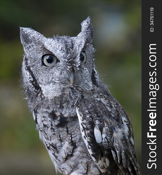 The gray morph of the Northern Screech Owl