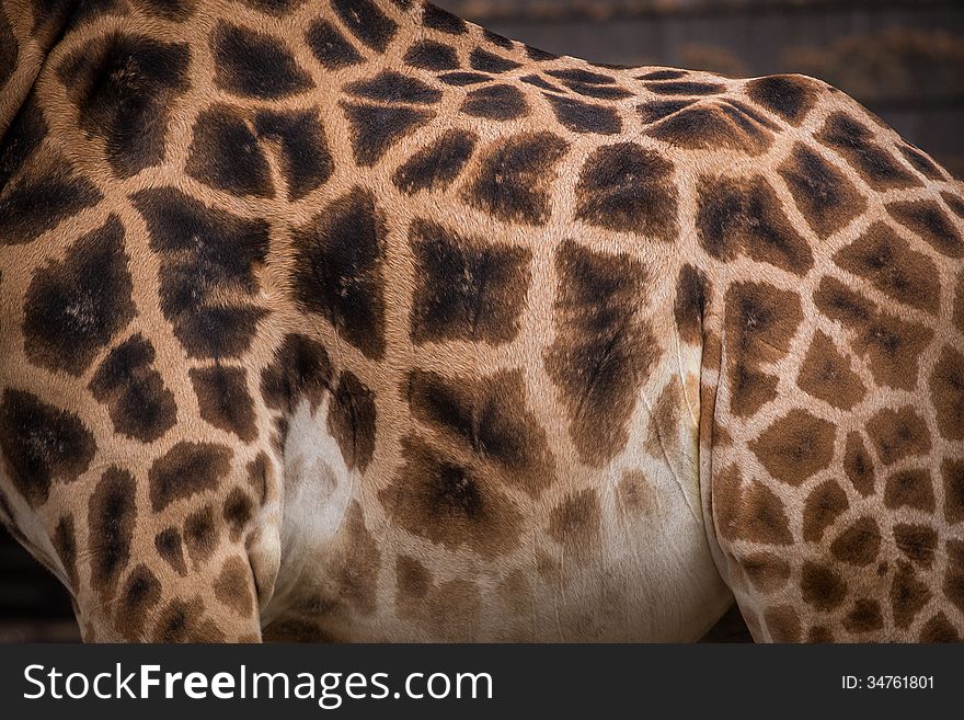 Giraffes detail in the zoo