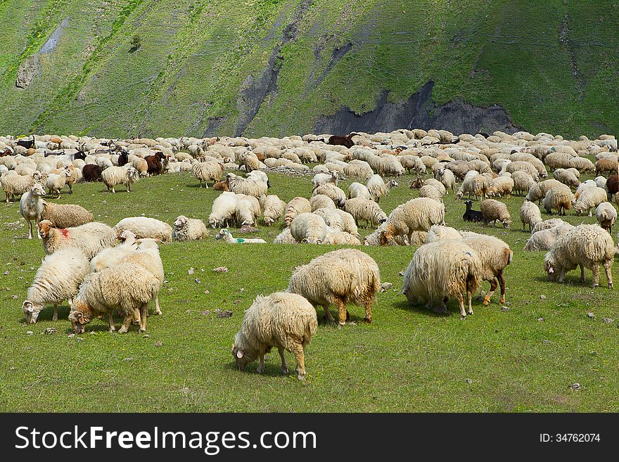 Flock of sheep in a pasture in the mountains. Flock of sheep in a pasture in the mountains.