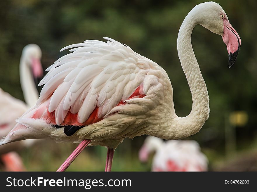 Flamingo Detail