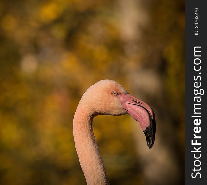 Flamingo portrait at autumn day. Flamingo portrait at autumn day