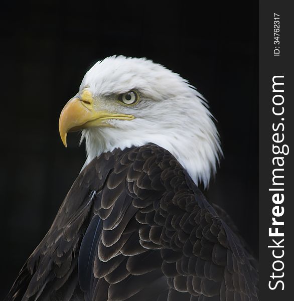 Bald Eagle portrait with black background.