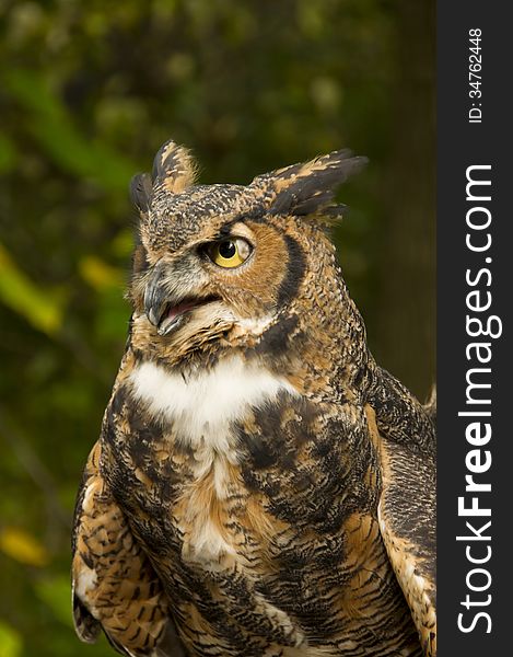 Great Horned Owl with open mouth and a cataract on one eye.