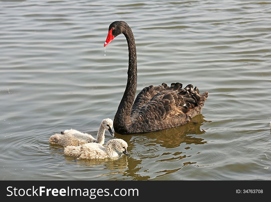 Wild Black Swans