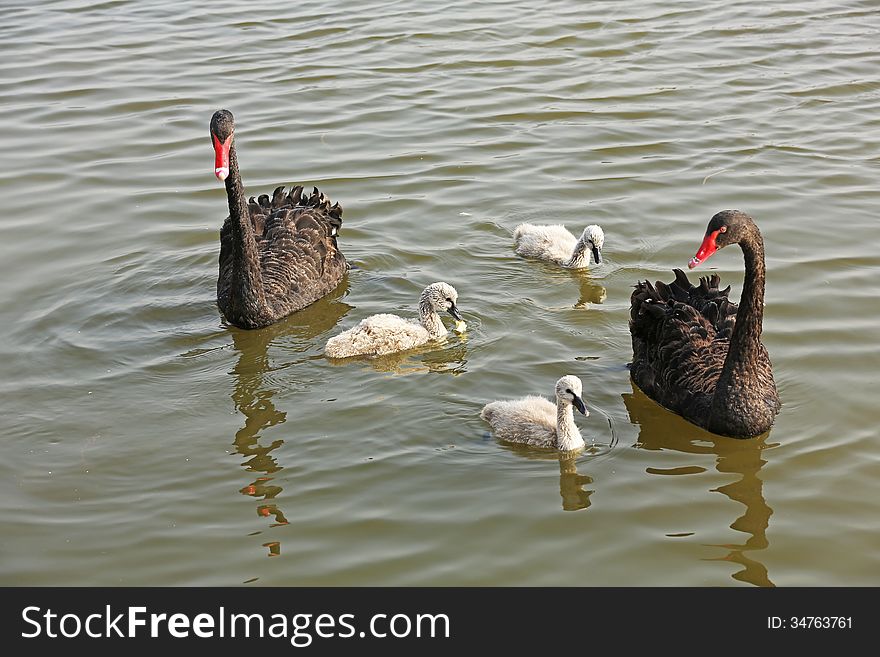 Wild Black Swans