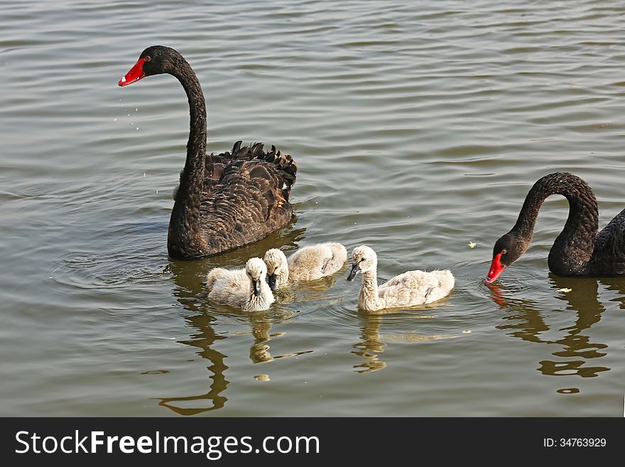 Wild black swans