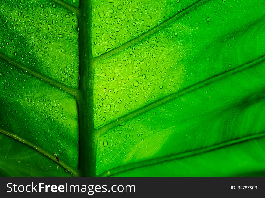 Close-up green elephant ear leaf detail. Close-up green elephant ear leaf detail.