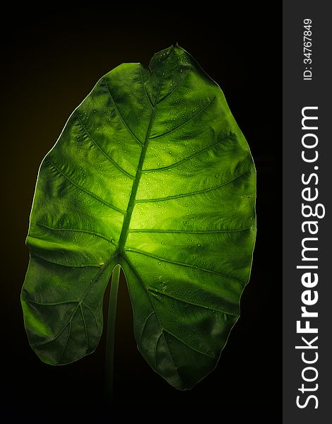 Green elephant ear leaf with back light on black background. Green elephant ear leaf with back light on black background.