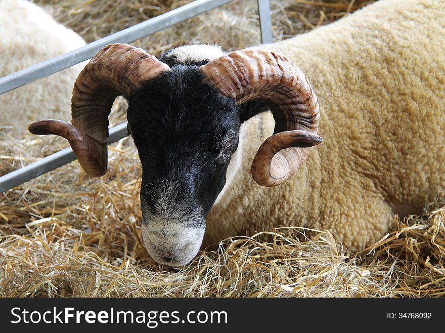 A Curled Horned Sheep on a Bed of Straw. A Curled Horned Sheep on a Bed of Straw.