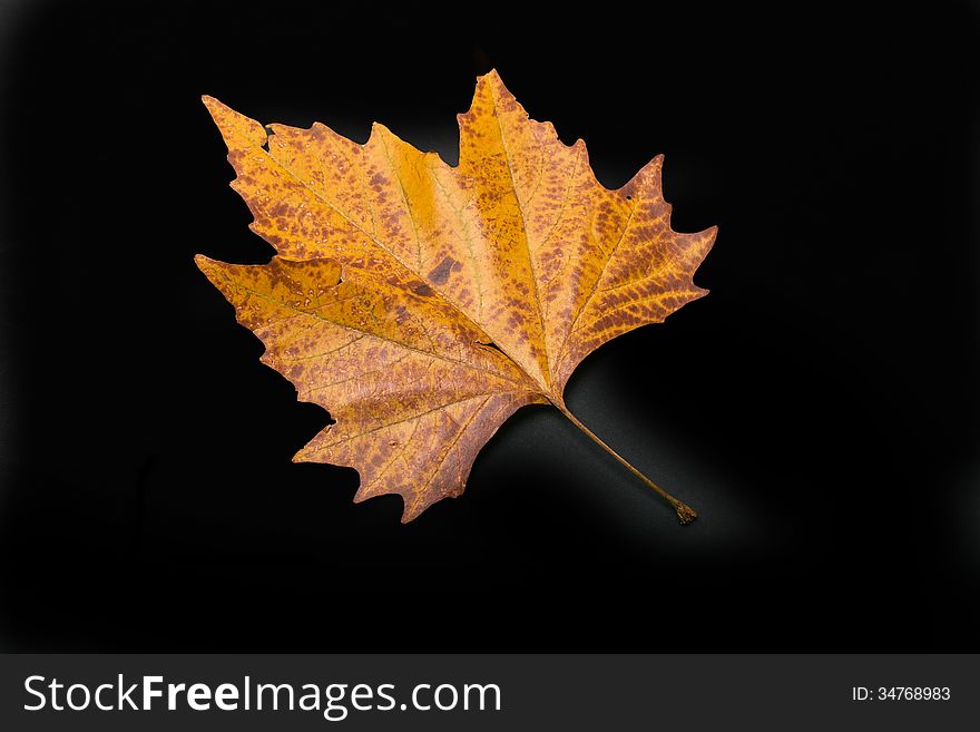 One single leaf in colors of autumn of the sycamore isolated on black background. One single leaf in colors of autumn of the sycamore isolated on black background