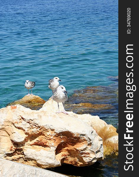 Seagulls sitting on a rock, Croatia. Seagulls sitting on a rock, Croatia