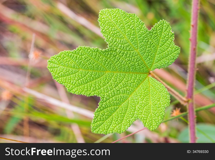 Close up of green leaf, green leaf texture for background