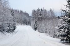 Winter Forest And A Snow Road Stock Image Winter Forest And A Snow Road Stock Image