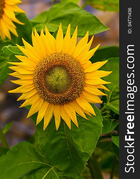 Big yellow sunflower with fresh green leaves